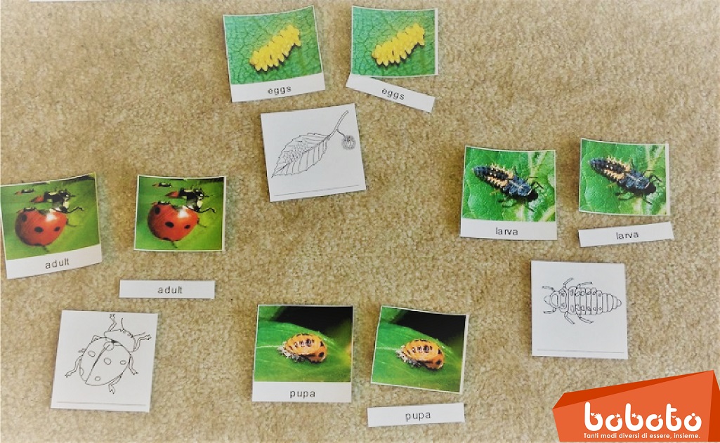 boboto articolo nomenclature